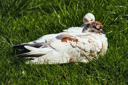 Two Pigeons Resting on Green Grass in Sunlight